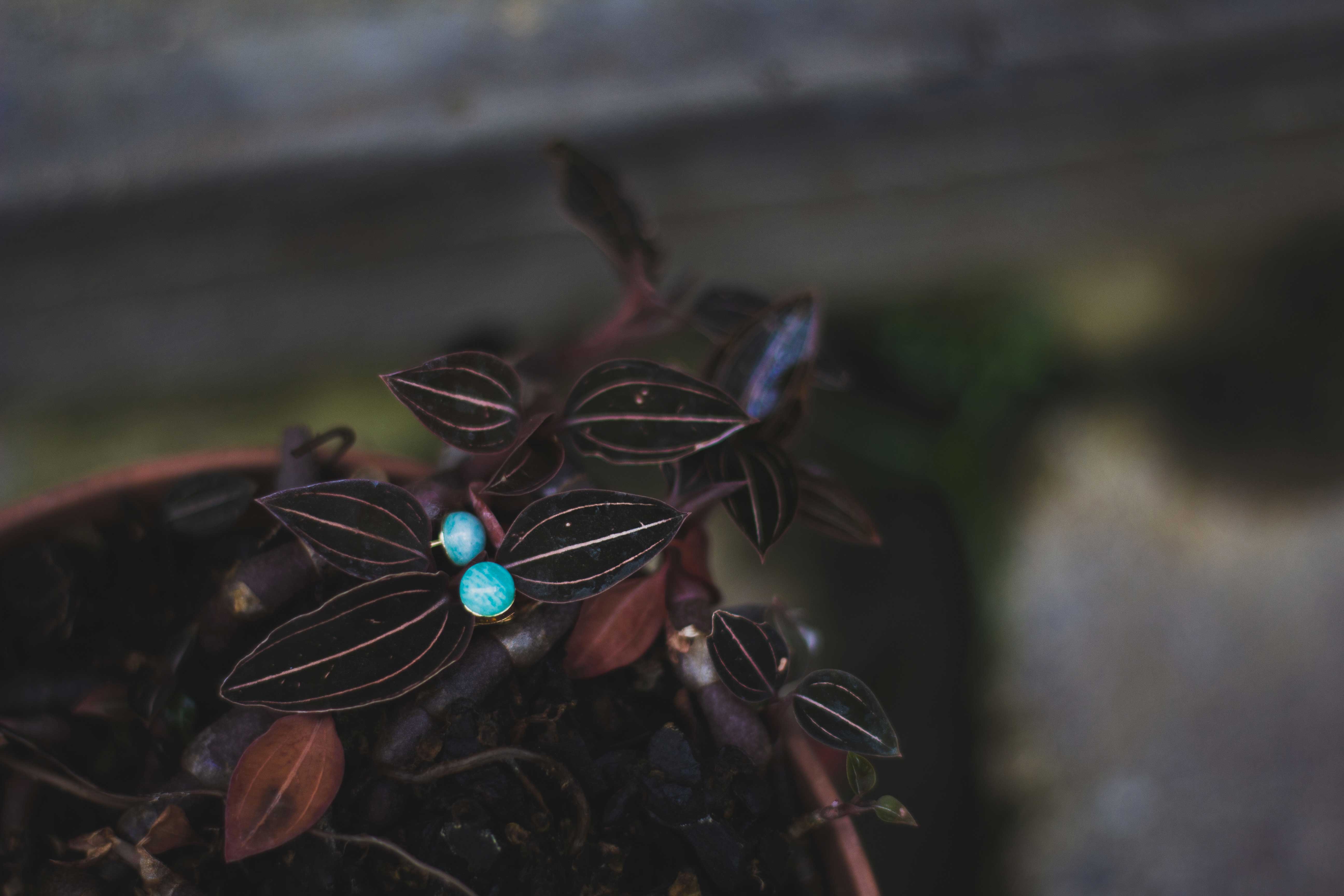 photo boucles d’oreilles Lou