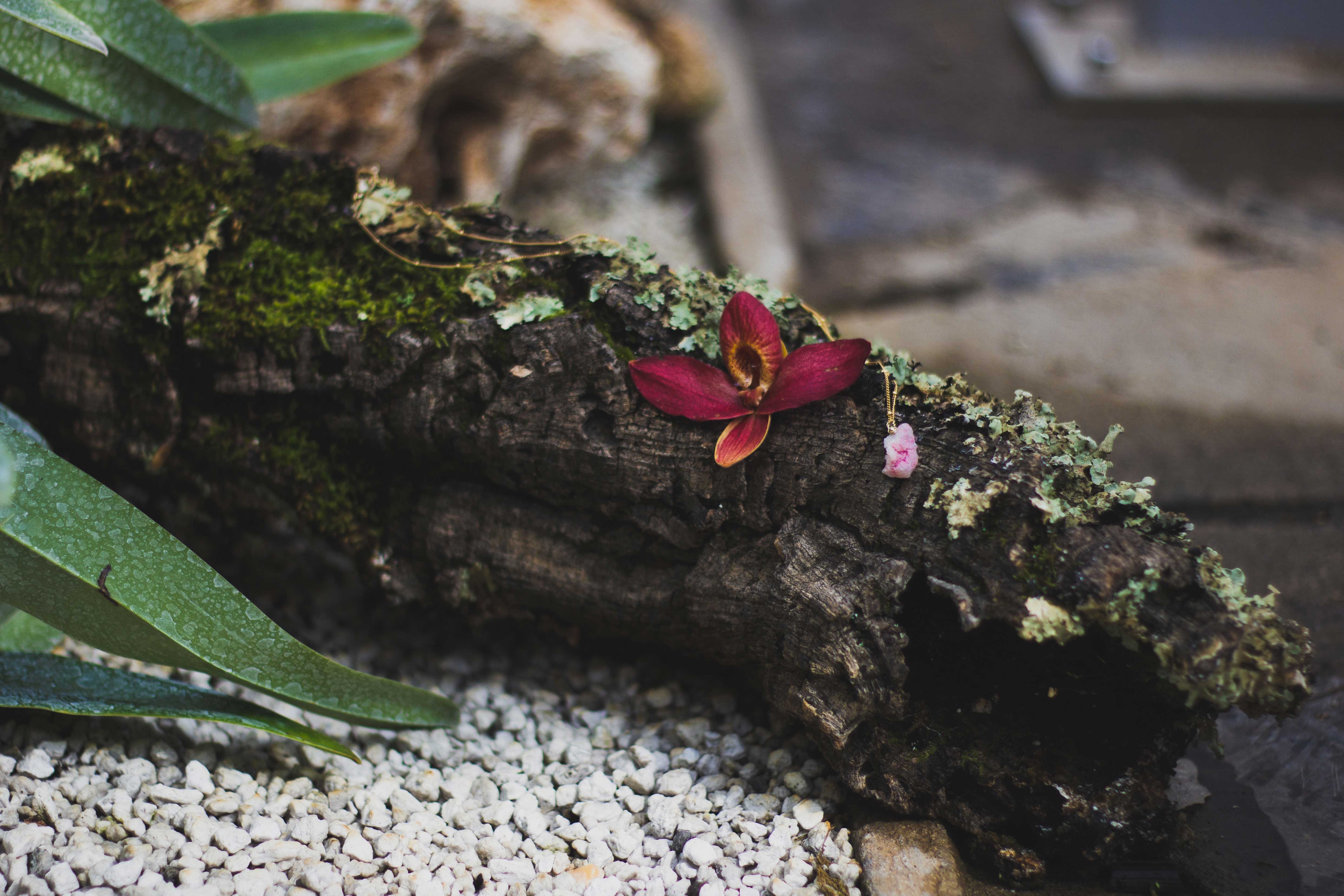 photo collier Moana